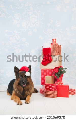German shepherd dog with many Christmas presents