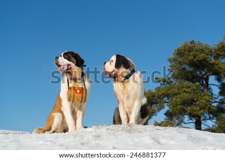 Rescue dogs with wooden barrel in snow landscape