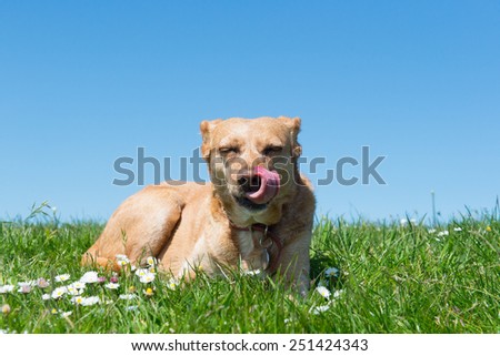 Brown cross breed dog laying in grass