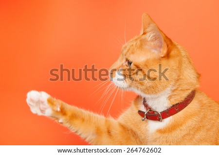 red cat with foot high on orange background