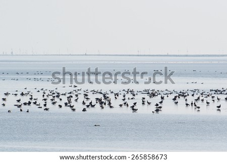 Group brent gooses wading in wadden sea