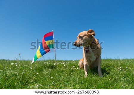 Brown cross breed dog laying in grass at Dutch wadden island Terschelling