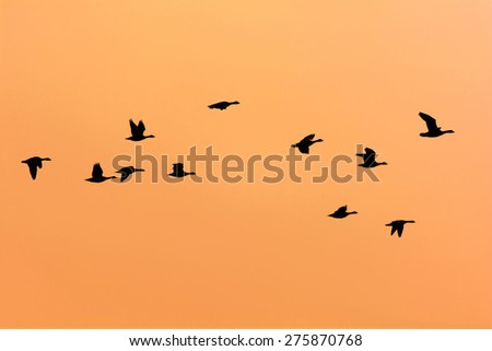 Group flying geese with sunset