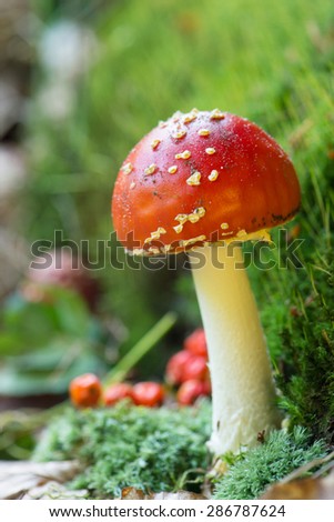 Red group of fly Amanita in forest