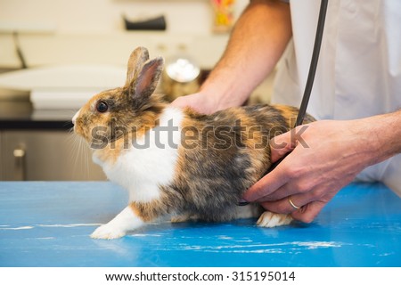 Rabbit on the table at the veterinarian while listening to the heartbeat