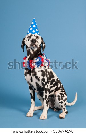 Portrait pure breed Dalmatian dog with birthday hat and chains in studio on blue background