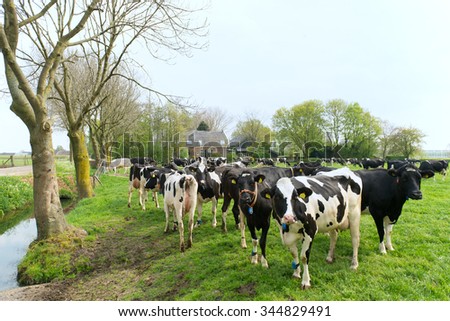Typical Dutch cows in landscape with farm house