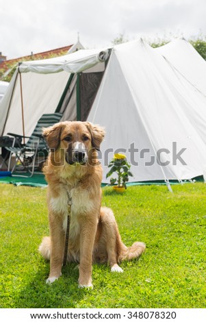 Dog near the tent at campground