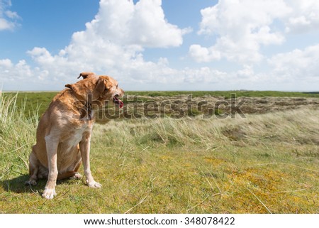 Cross breed dog sitting in landscape at Dutch wadden island Terschelling