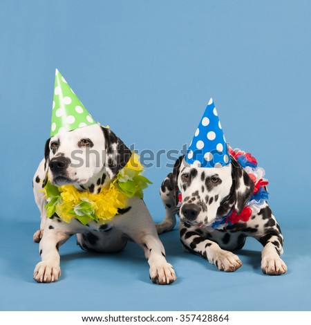 Portrait pure breed Dalmatian dogs with birthday hat and chains in studio on blue background