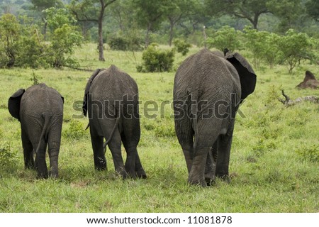 a family of three elephants