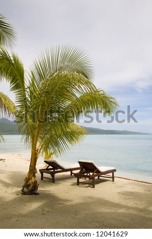 tropical exotic beach with palmtrees