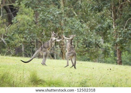 kangaroos in australia. kangaroos in australia