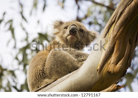 brown Koala bear in tree in Australia