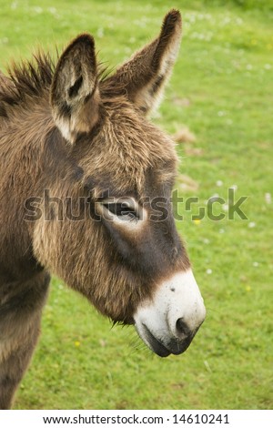 head of a brown donkey