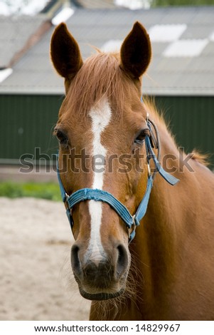 head of a brown horse at the manege