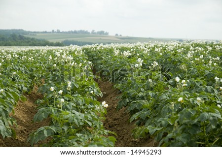agriculture with potatoes in French landscape