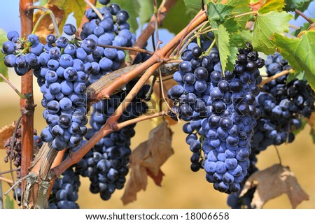 Blue grapes in Italy