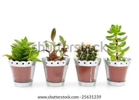 fat plants
