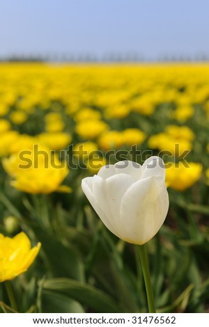 yellow tulips with one standing out of the crowd