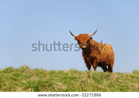 scottish Highlander on the grass dike
