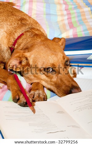 Dog is making homework with exercise books and pencil