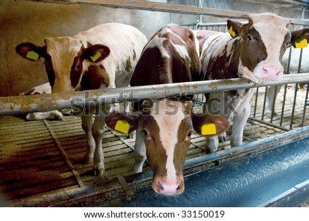 indoor cows in factory farming