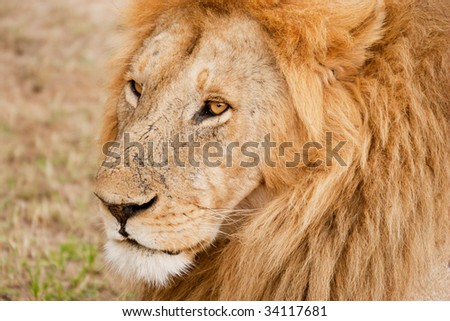 Male Lion king of the jungle