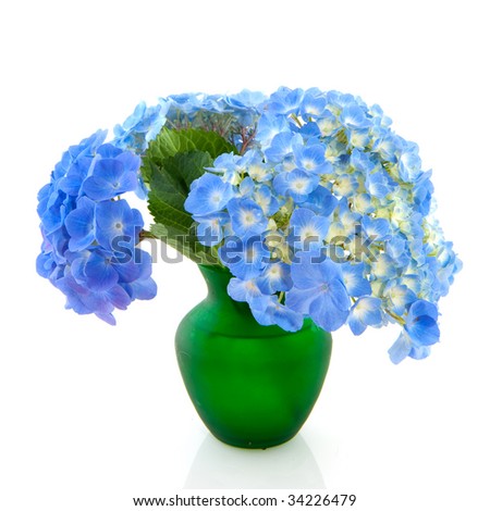 Cheerful bouquet of Hydrangea in vase isolated over white