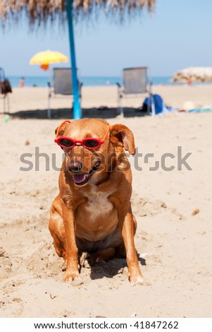 Dog at the beach for summer vacation