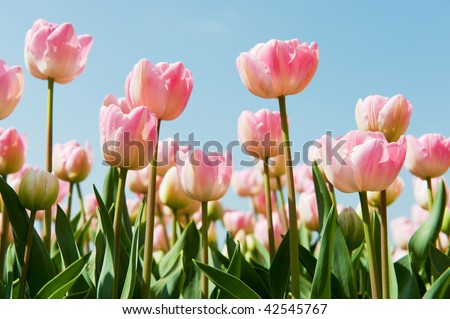 Dutch tulips in landscape with flower bulbs
