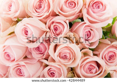 Many pink botanical roses filled as background