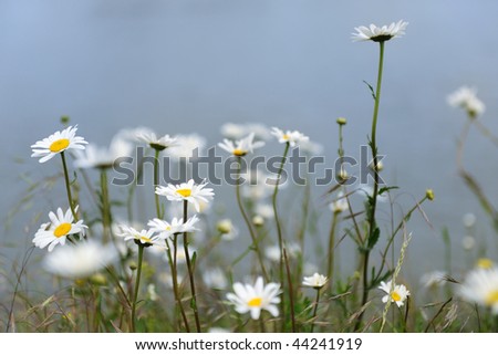 Wild flowers nature daisies near the river