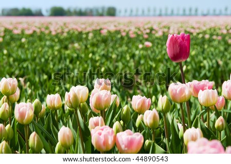 One red tulip is different from all the others