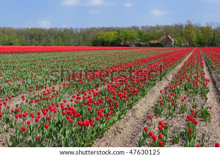 Dutch tulip bulb flower fields in landscape