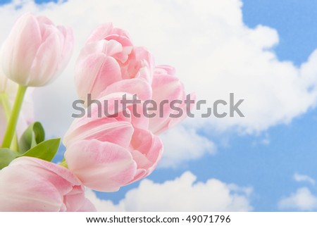 Pink tulips in front of a blue sky