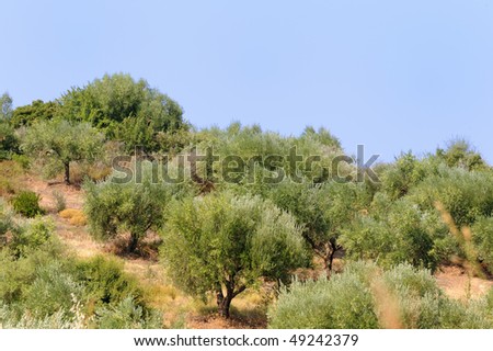 Olive orchard on a hill with blue sky