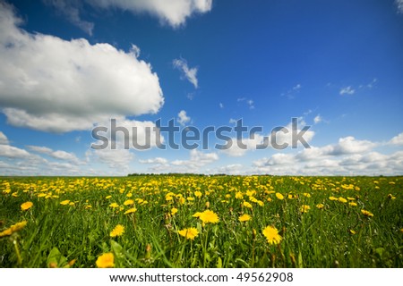 Grass fields with Dandelions and cloudy sky