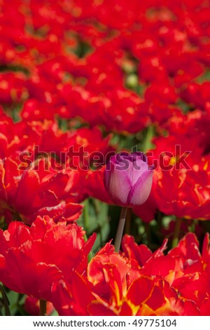 Standing out from the crowd by a purple tulip in red