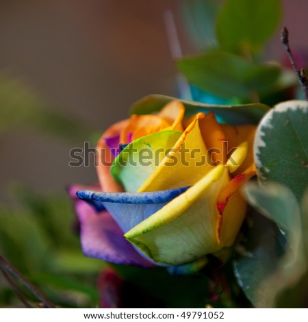 Natural rose in exotic bizarre colors grown