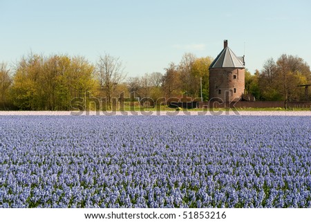 Landscape in Holland with flower bulbs and old building
