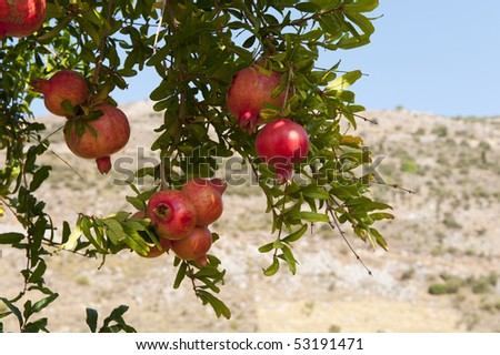 almost ripe pomegranate fruit hanging in the tree