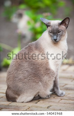 Blue point siamese cat outdoor in the garden