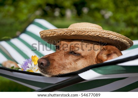 Dog lazy on it\'s bed with funny hat and flowers