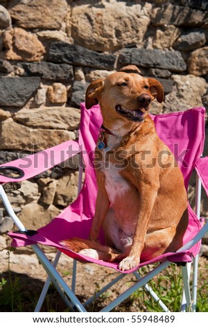 Funny brown haired dog in pink camping chair