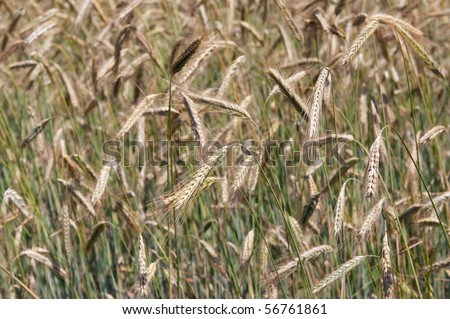 grain fields filled and to use as a background