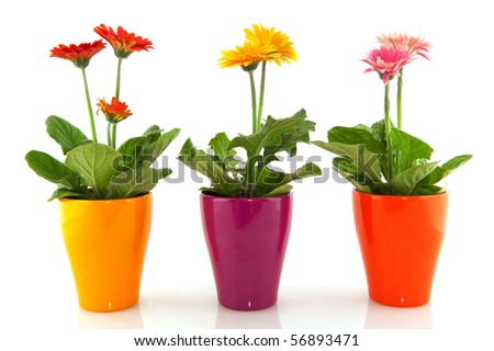 Colorful Gerber plants in a row isolated over white