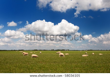 Herd of sheep in Dutch flat landscape