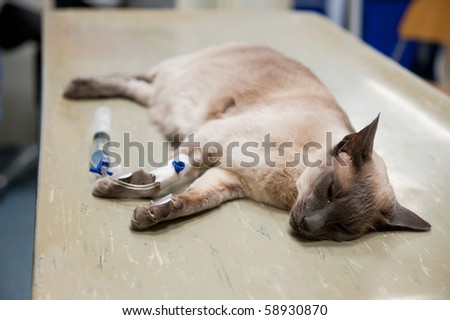 Cat on the operation table by the veterinary surgeon