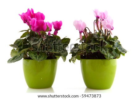 Pink Plant Pots